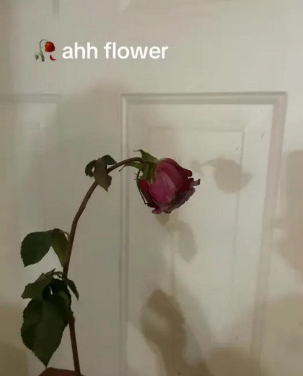 a rose is in the corner of a room